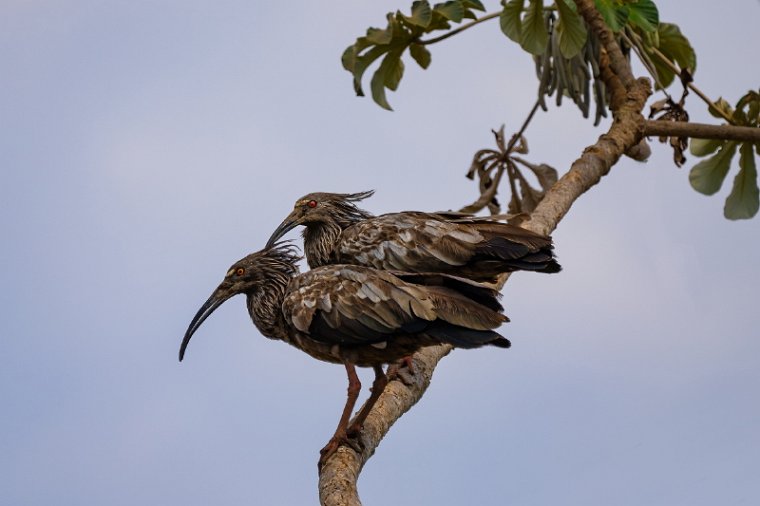 023 Noord Pantanal, grijze ibis.jpg